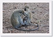 18TarangirePMGameDrive - 50 * Vervet monkey and baby.